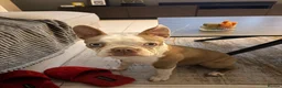 Boston Terrier dogs for sale: KC Registered Boston Terrier Male Puppy - 7 Months in Wrexham - Advert 5