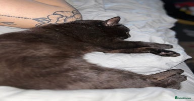 Bombay cats - Advert 4