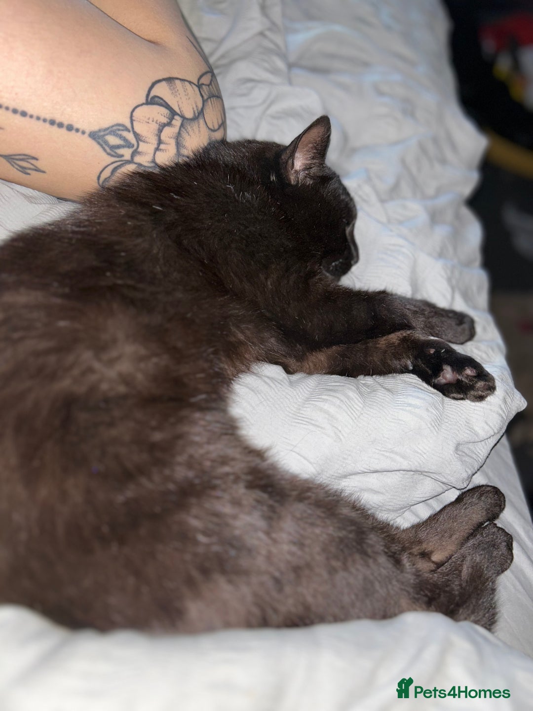 Bombay cats for sale: Black male cat - Image 3