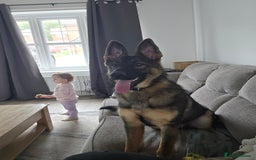 German Shepherd dogs for sale: Girl KC German Shepherd, 9 months - Image 6