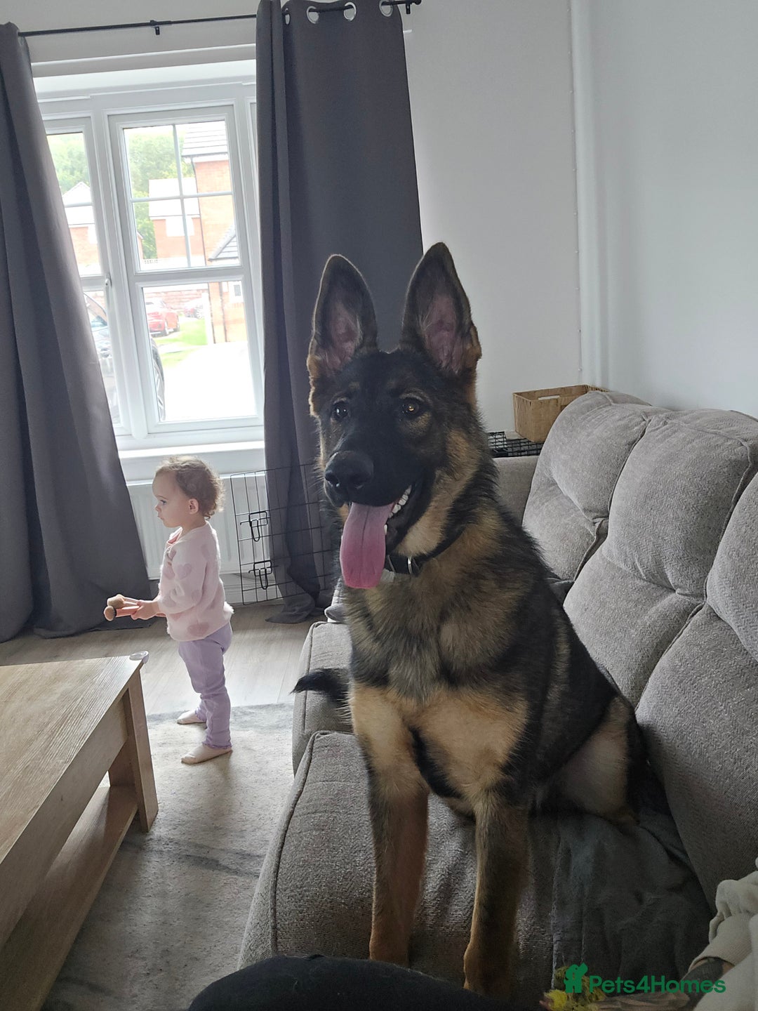 German Shepherd dogs for sale: Girl KC German Shepherd, 9 months - Image 6