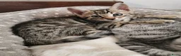 Bengal cats for sale:  Silver, Snow & brown Spotted Bengal kottenss - Advert 10