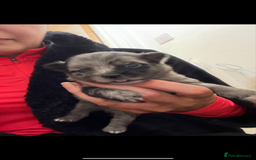 Pomchi dogs for sale: 3/4 Pomeranian  - Image 11