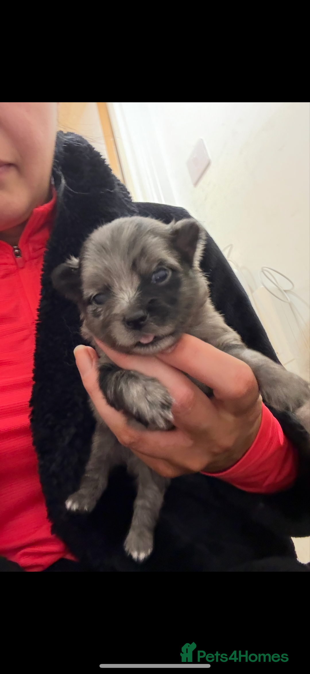 Pomchi dogs for sale: 3/4 Pomeranian  - Image 11