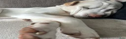 Mixed Breed dogs for sale: BRUNO in Peterlee - Advert 5