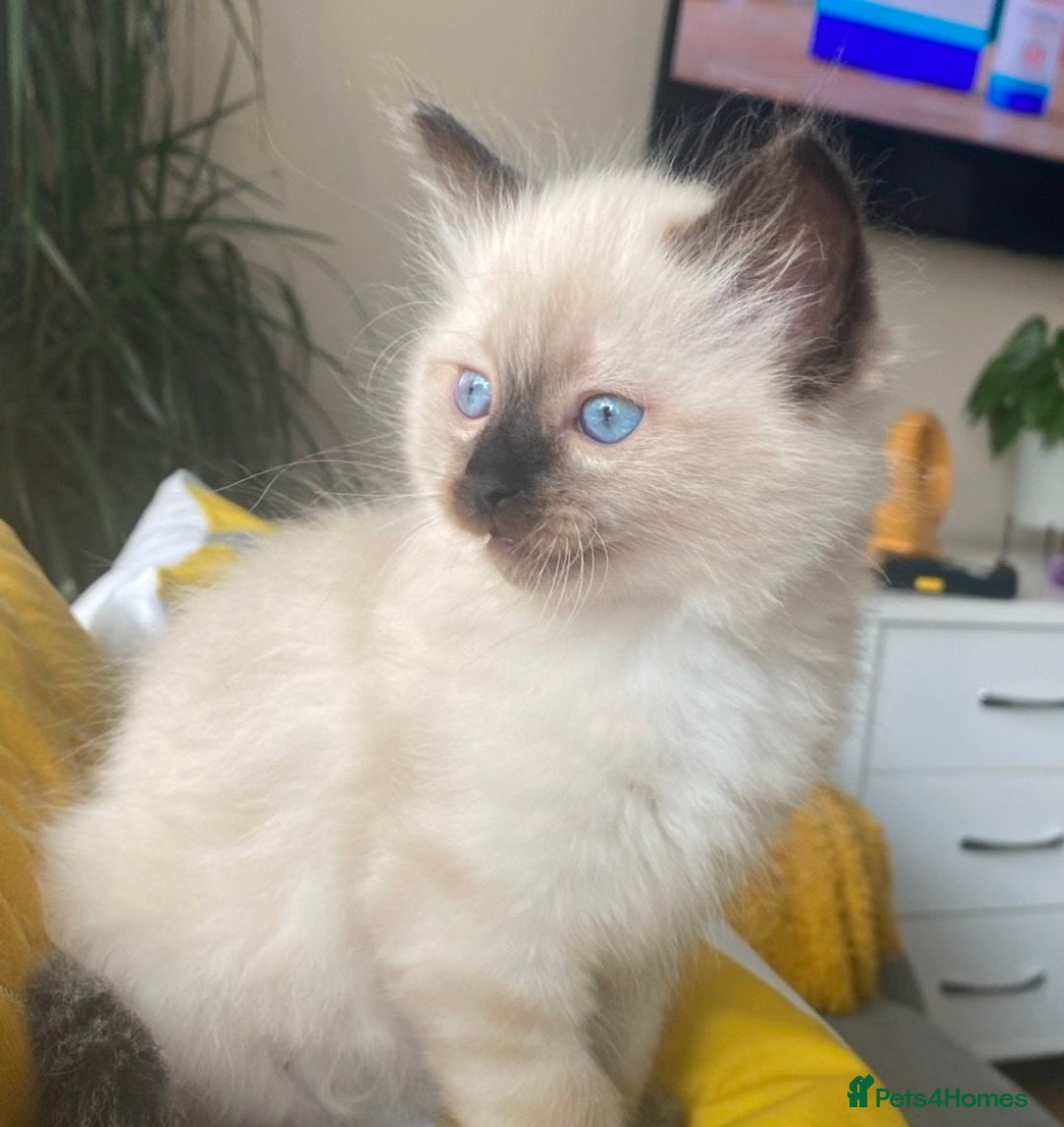 Ragdoll cats for sale: Blue eyed Ragdoll Kittens  - Advert 13