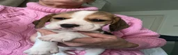 Beagle dogs for sale: KC Reg Pure Pedigree champ Beagle  - Advert 20