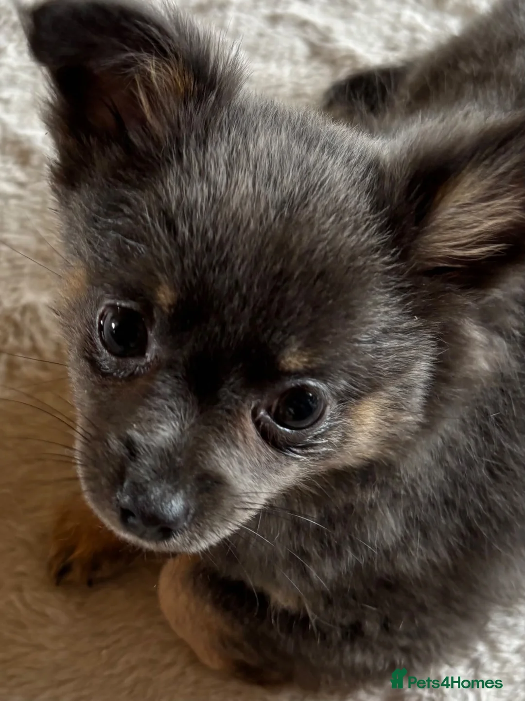 Chihuahua dogs for sale: Stunning unique blue female Chihuahua  - Advert 1