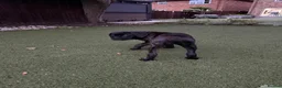 Cane Corso dogs for sale: Cane corso puppies - Advert 4