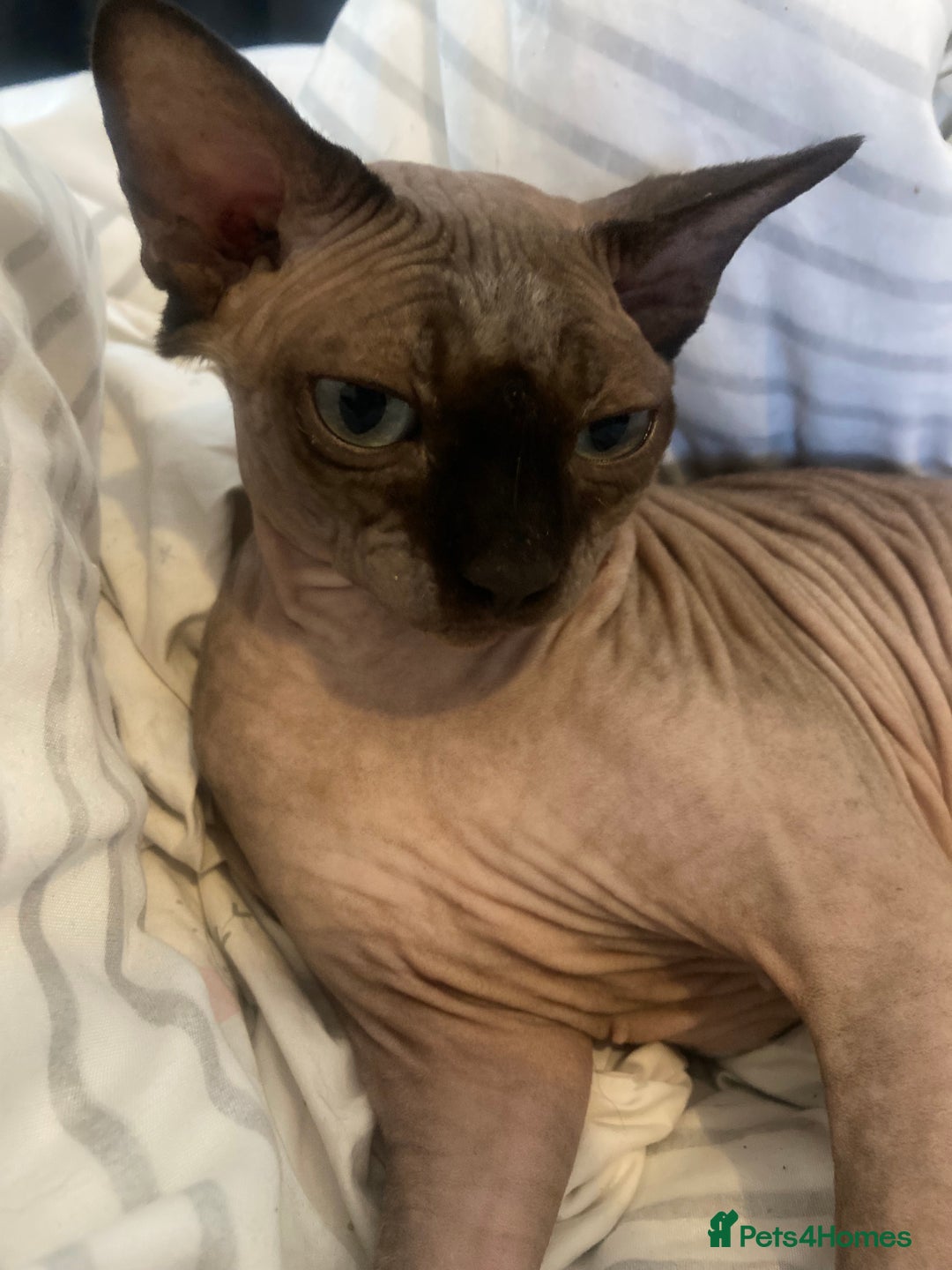 Mixed Breed cats for sale: Sphynx cross kittens  - Image 9