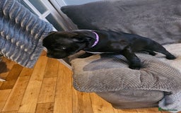 Staffordshire Bull Terrier dogs for sale: Stunning black girl - Image 6