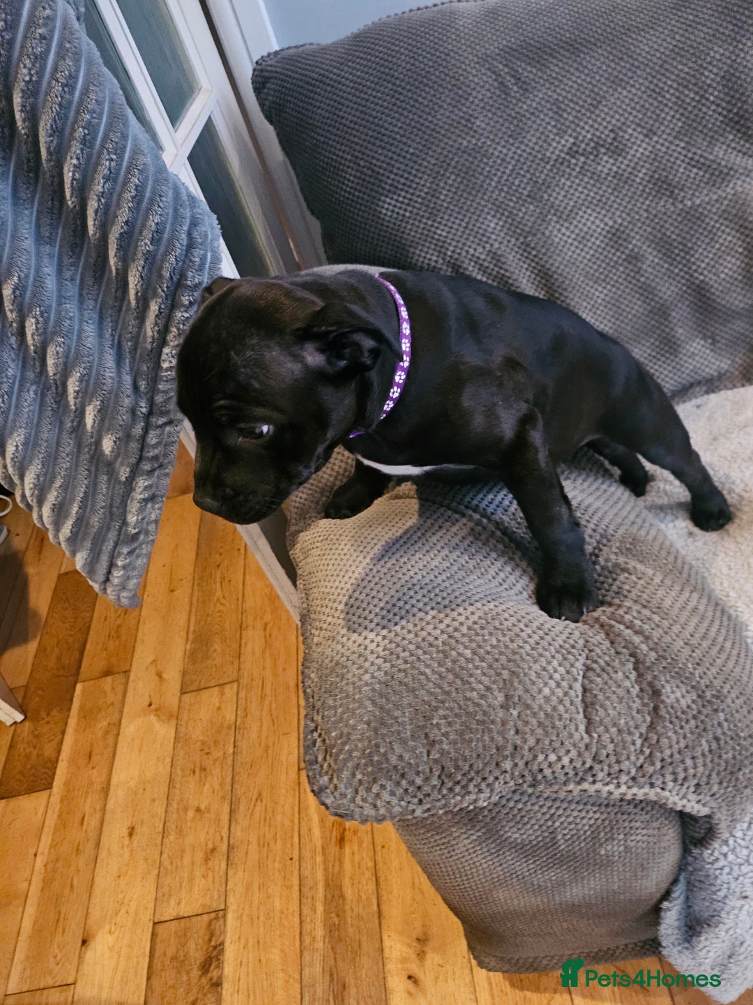 Staffordshire Bull Terrier dogs for sale: Stunning black girl - Image 6