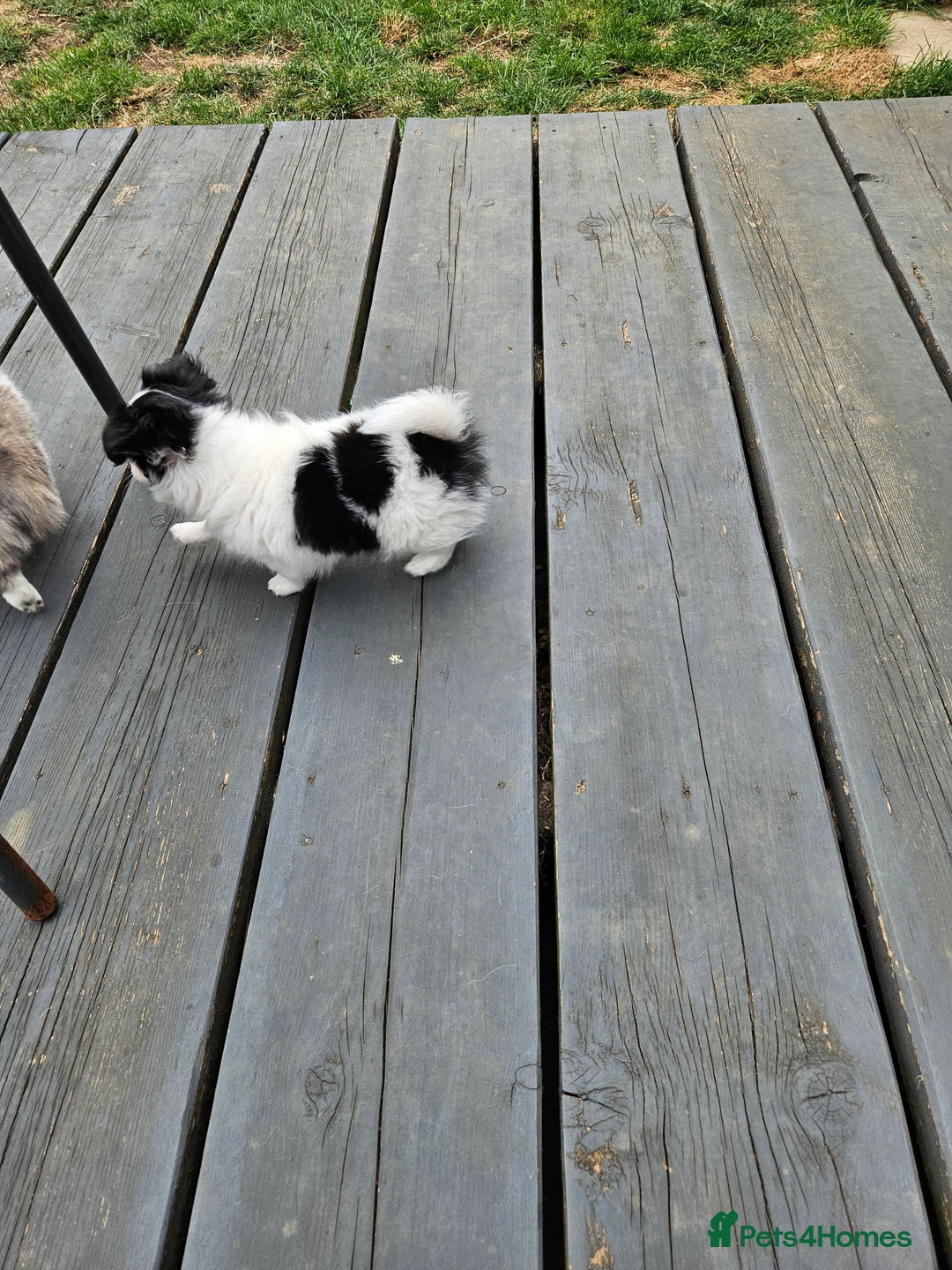 Chihuahua dogs for sale: Chihuahua  Tri-coloured,  - Image 4