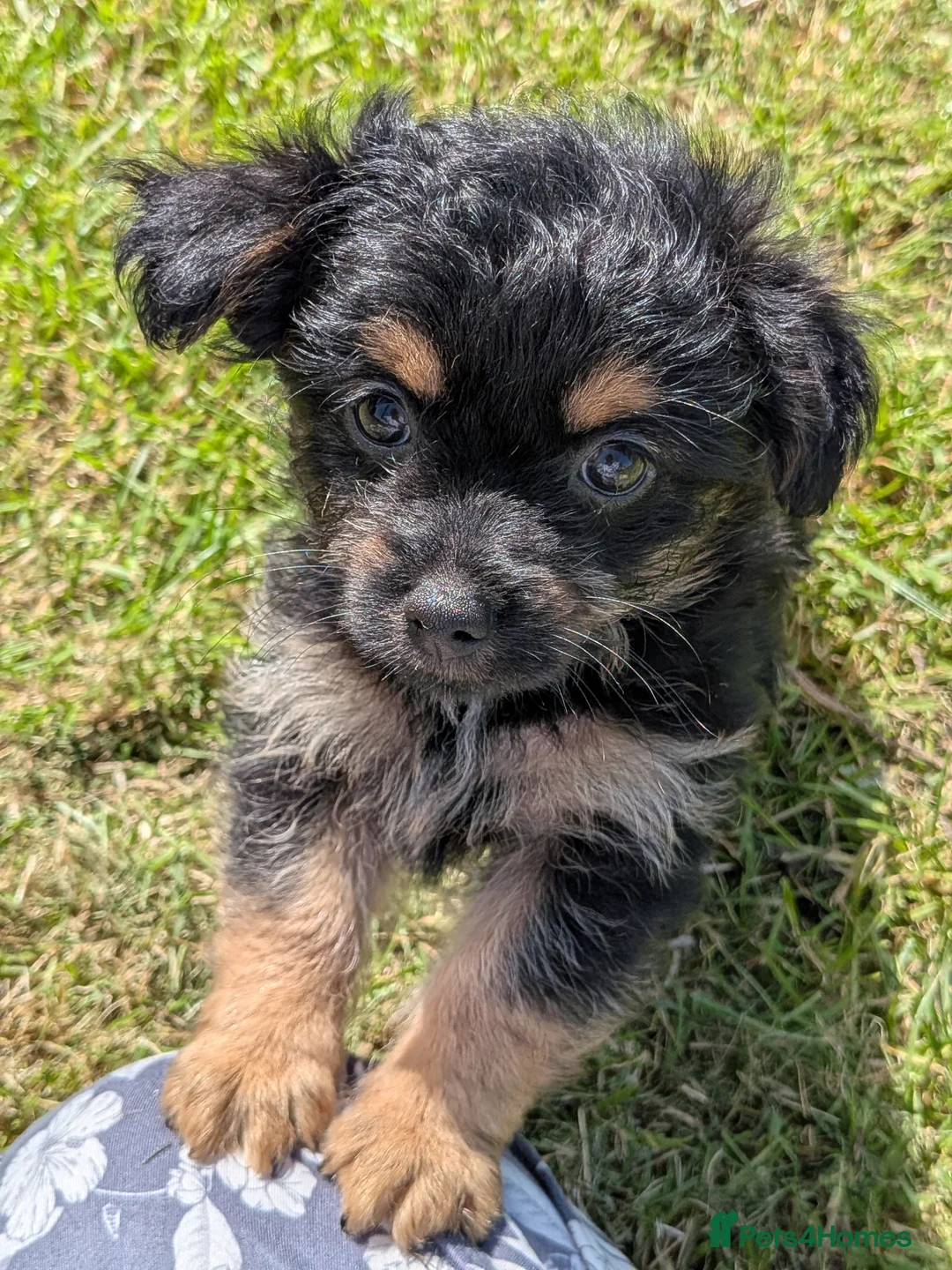 Chorkie dogs for sale: 3 little bundles of joy - Advert 2