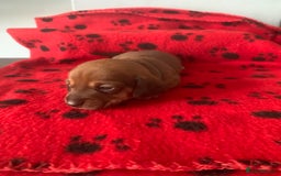 Miniature Dachshund dogs for sale: Miniature dachshund   in Blackpool - Image 8