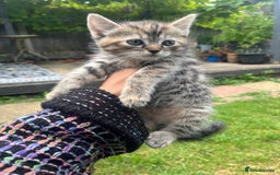 Mixed Breed cats for sale: Siamese/bsh domestic cross kittens  - Image 15