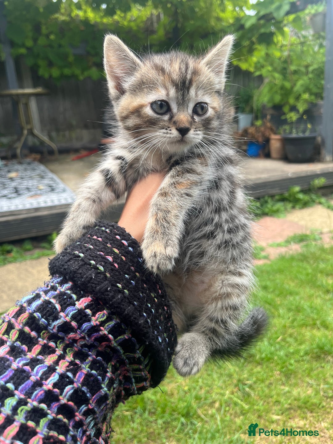Mixed Breed cats for sale: Siamese/bsh domestic cross kittens  - Image 15