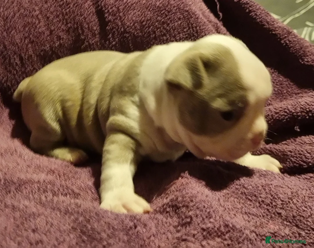 Boston Terrier dogs for sale: 5*Stunning Lilac Kc Boston Terrier boy - Advert 8