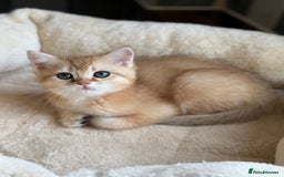 British Shorthair cats for sale: GCCF reg British Shorthair Chocolate Gold Kittens  in London - Image 36