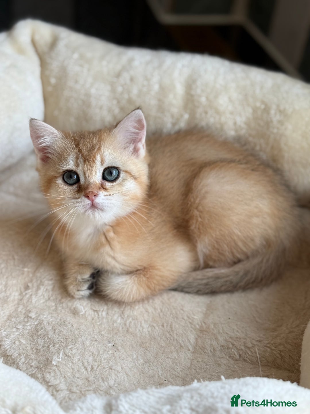 British Shorthair cats for sale: GCCF reg British Shorthair Chocolate Gold Kittens  in London - Image 36