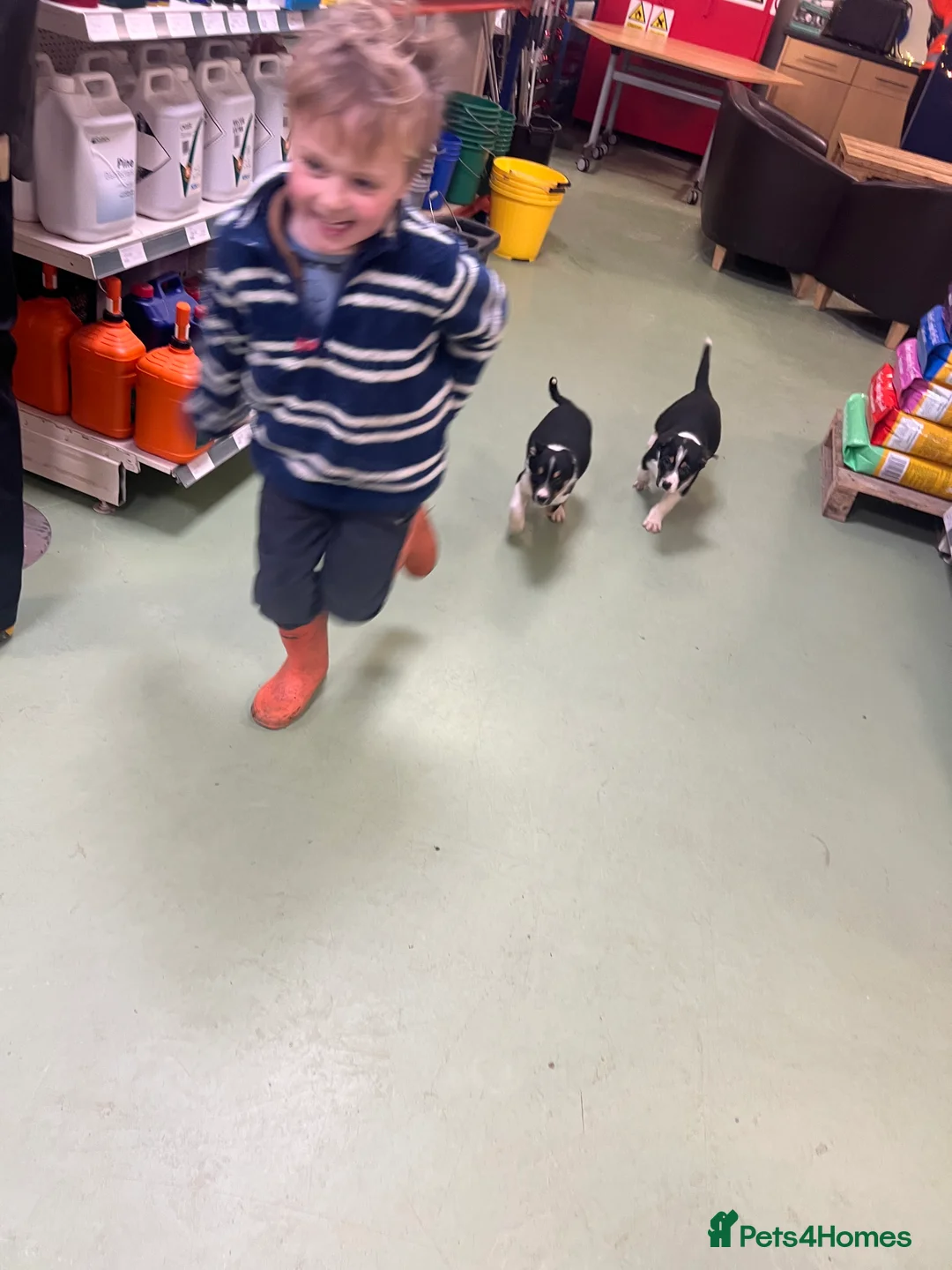 Border Collie dogs for sale: Ted! - Proven Working Border Collie Puppy! - Advert 12