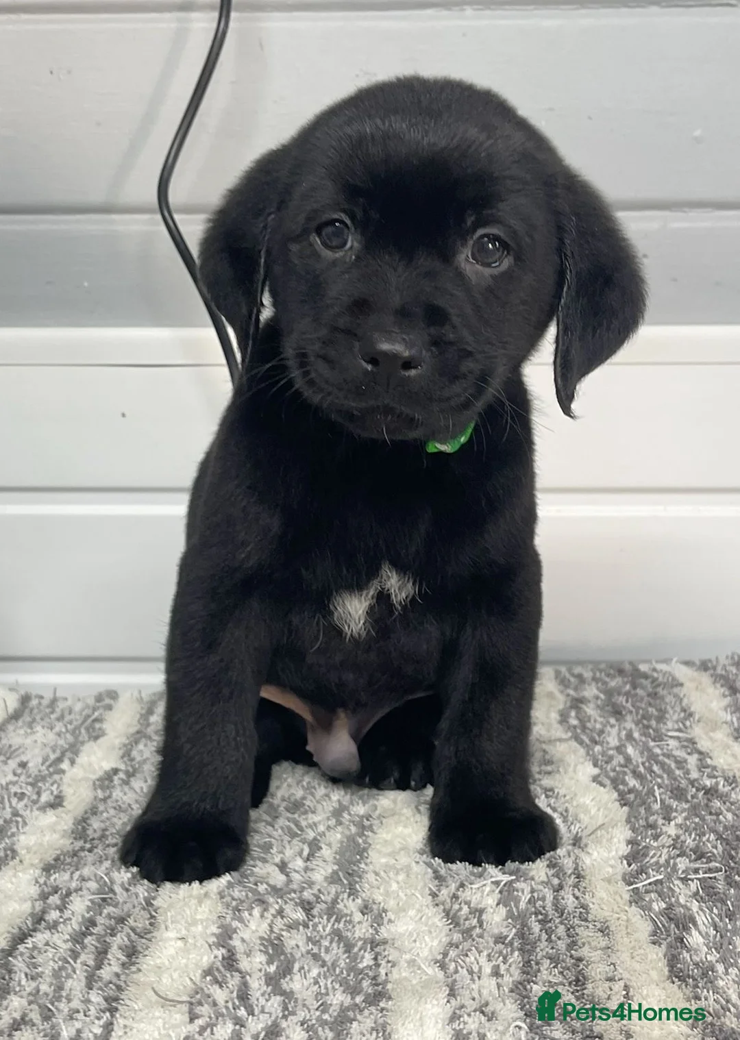 Labrador Retriever dogs for sale: Beautiful Labrador puppy’s  - Advert 7