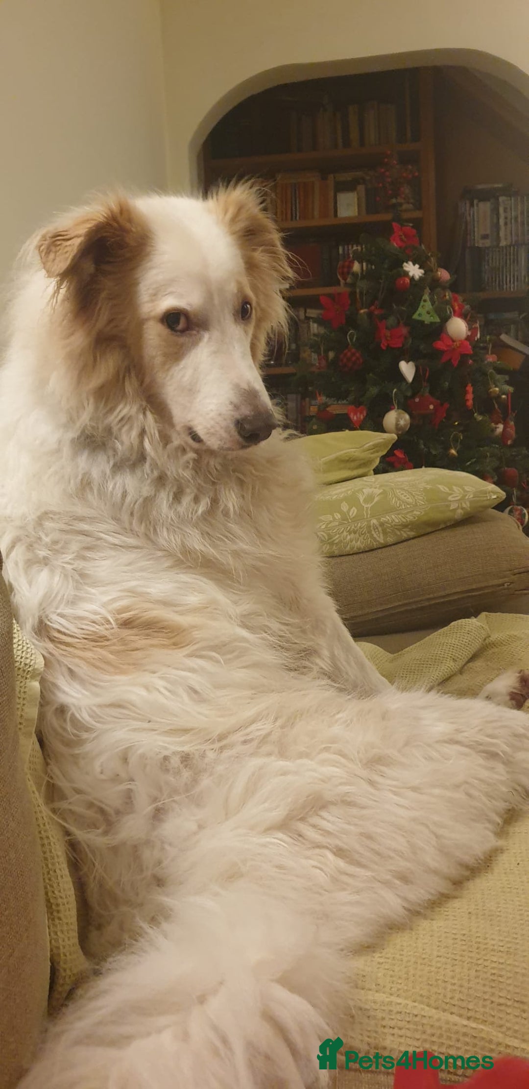 Mixed Breed dogs for sale: Benny looking for a new home - Advert 5