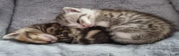 American Shorthair cats for sale: Lovely and gorgeous kittens!❤️🥰 - Advert 2