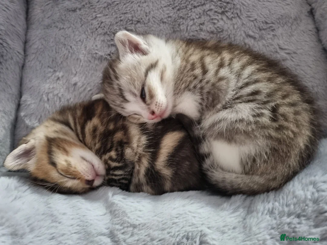 American Shorthair cats for sale: Lovely and gorgeous kittens!❤️🥰 - Advert 2