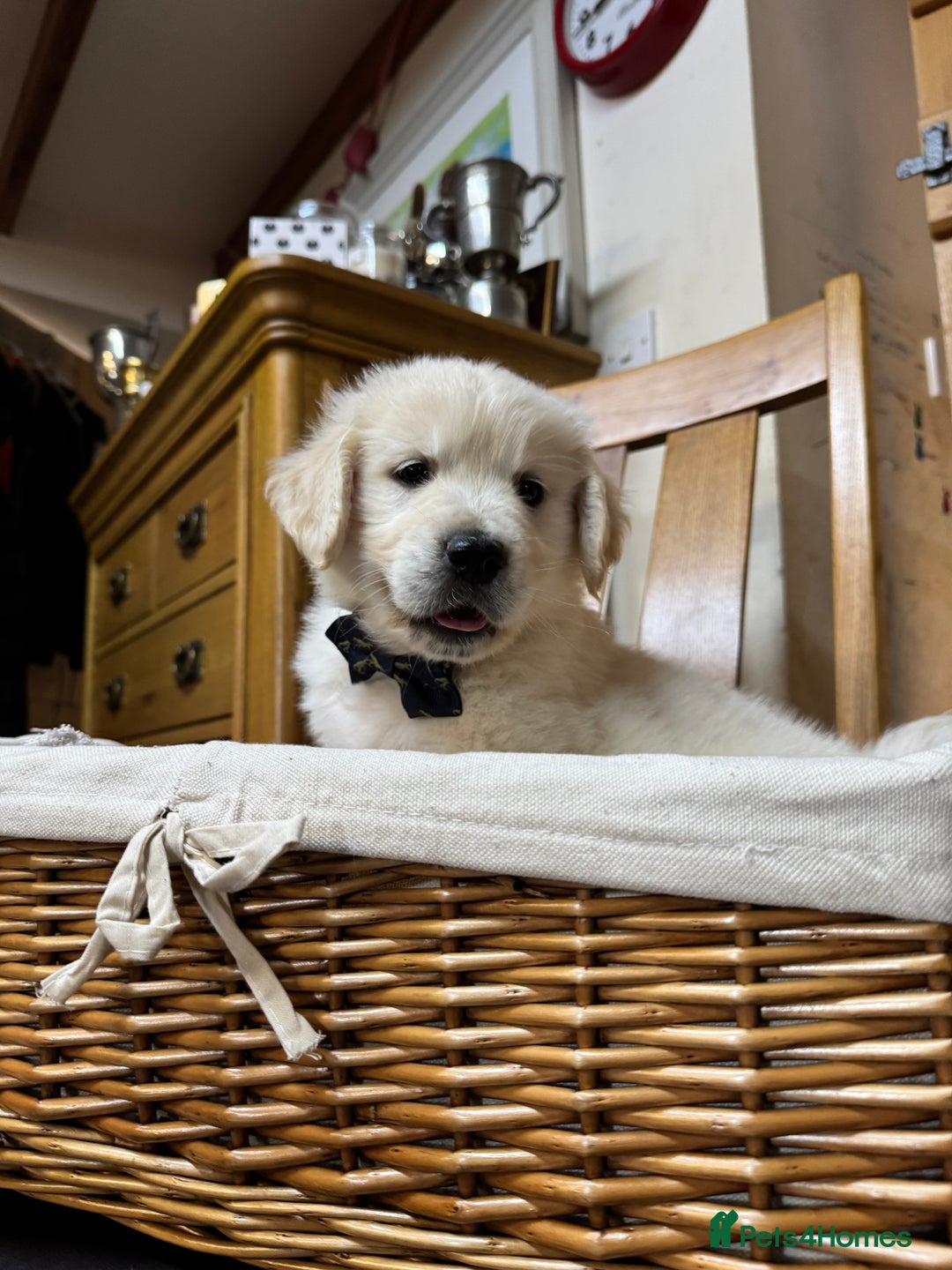 Golden Retriever dogs for sale: Out of DNA tested, kind & Champion bloodlines - Image 35