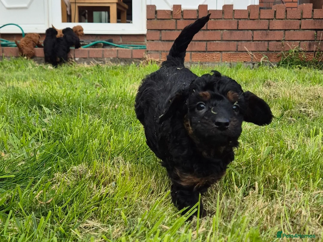 Toy Poodle dogs for sale: Stunning Phantom Toy Poodles  - Advert 1