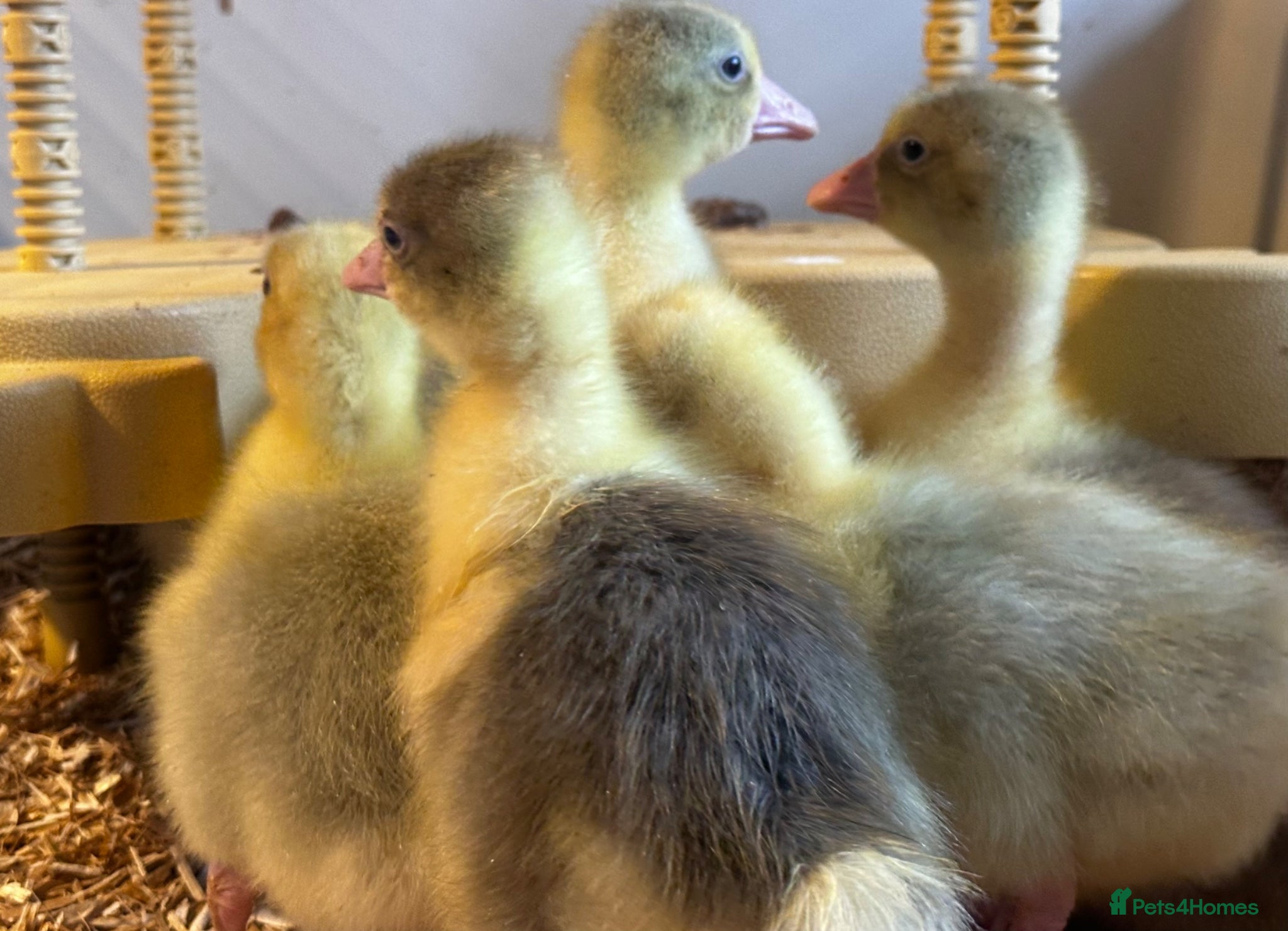 Geese poultry SEBASTOPOL GOSLINGS - READY NOW - Advert 1