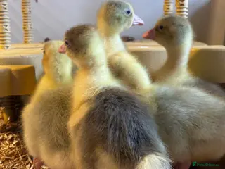 Geese poultry for sale: SEBASTOPOL GOSLINGS - READY NOW - Advert 1