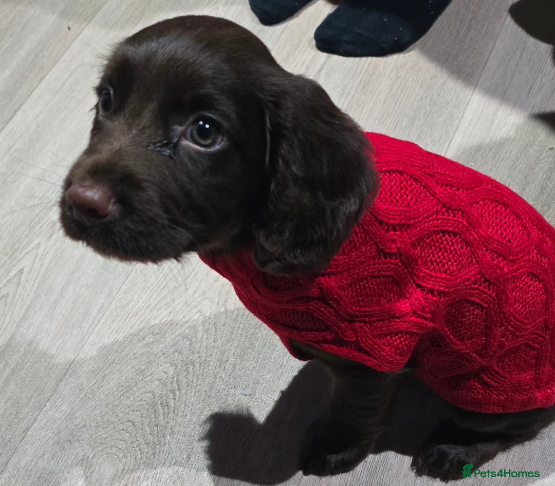 Cocker Spaniel dogs for sale: Cocker spaniel puppy  - Advert 5