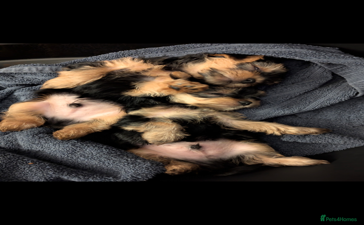 Yorkshire Terrier dogs - Advert 1