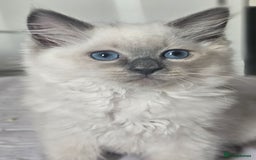 Ragdoll cats for sale: 3 stunning ragdoll girls available - Image 2