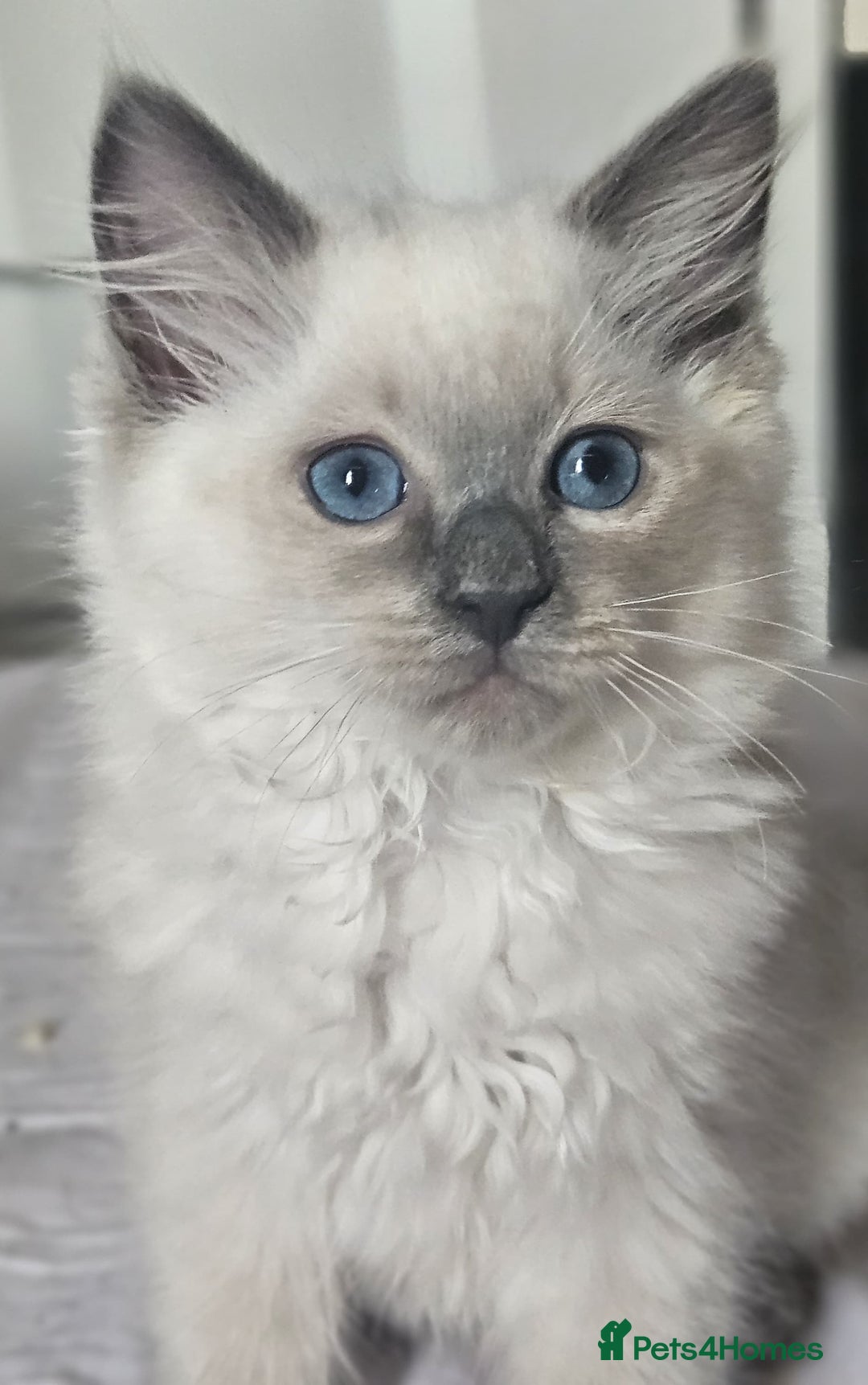 Ragdoll cats for sale: 3 stunning ragdoll girls available - Image 2