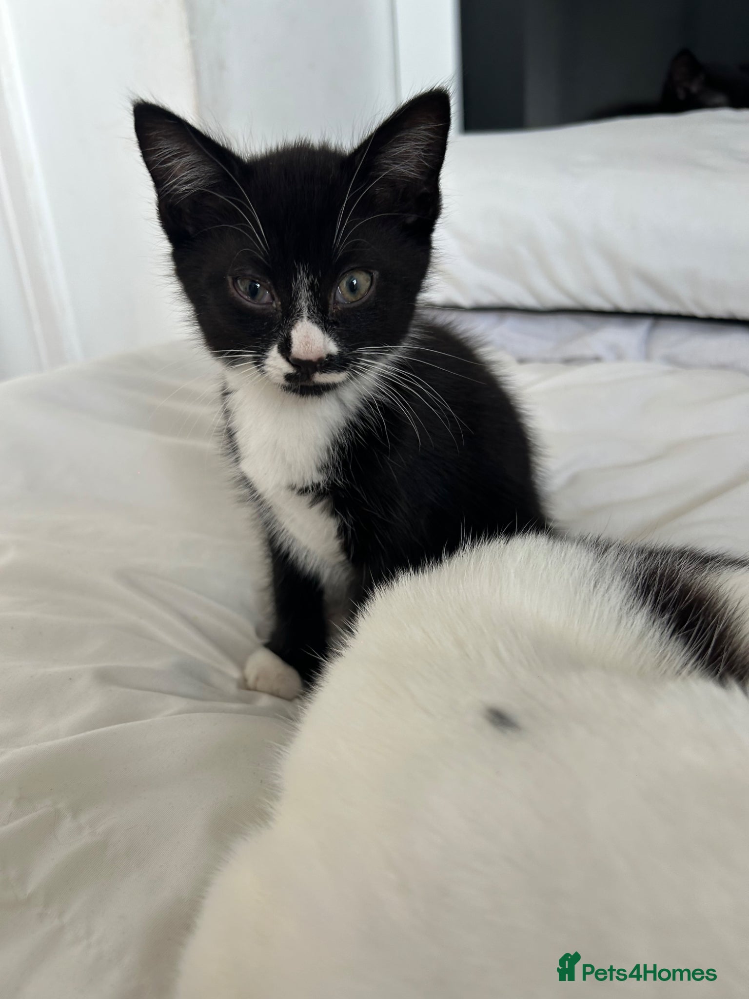 Domestic Shorthair cats 2 kittens & mother available for rehoming - Advert 5