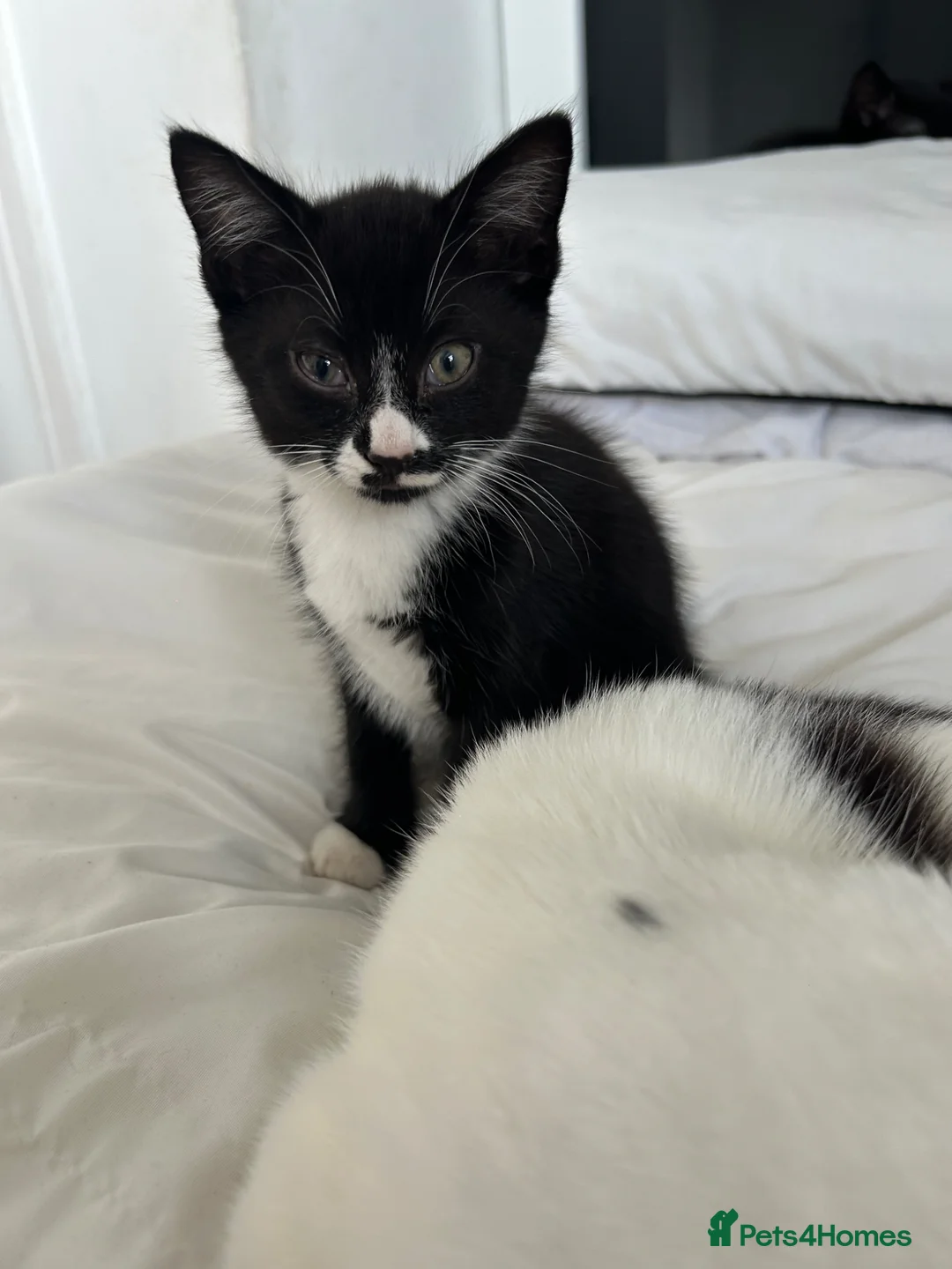 Domestic Shorthair cats for sale: 2 kittens & mother available for rehoming - Advert 1