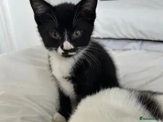 Domestic Shorthair cats 2 kittens & mother available for rehoming - Advert 5