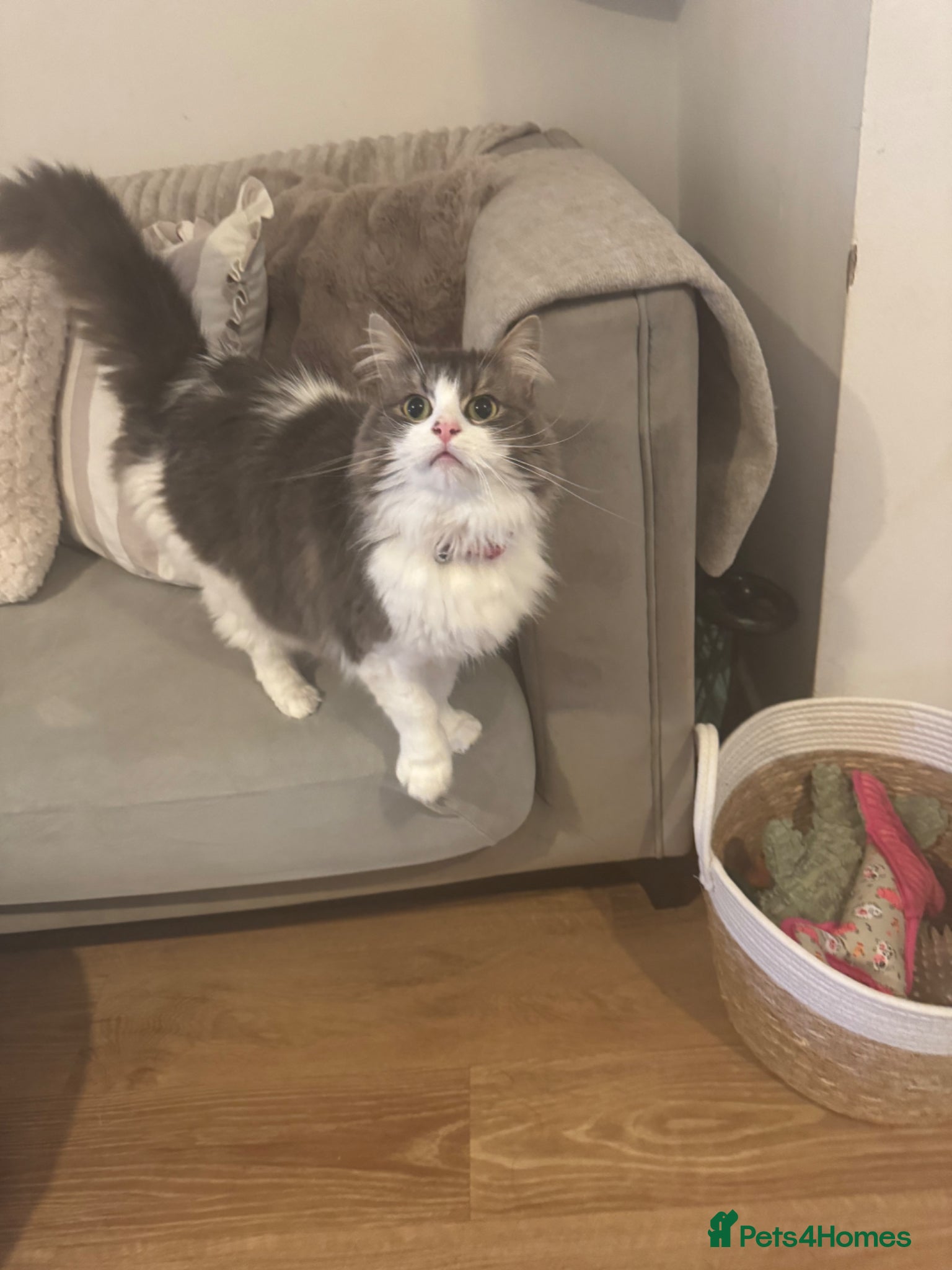 Domestic Shorthair cats for sale: 3 female cats for rehoming  in Stafford - Advert 5
