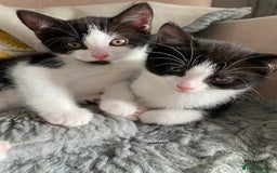British Shorthair cats for sale: kittens ready now for new home - Image 1