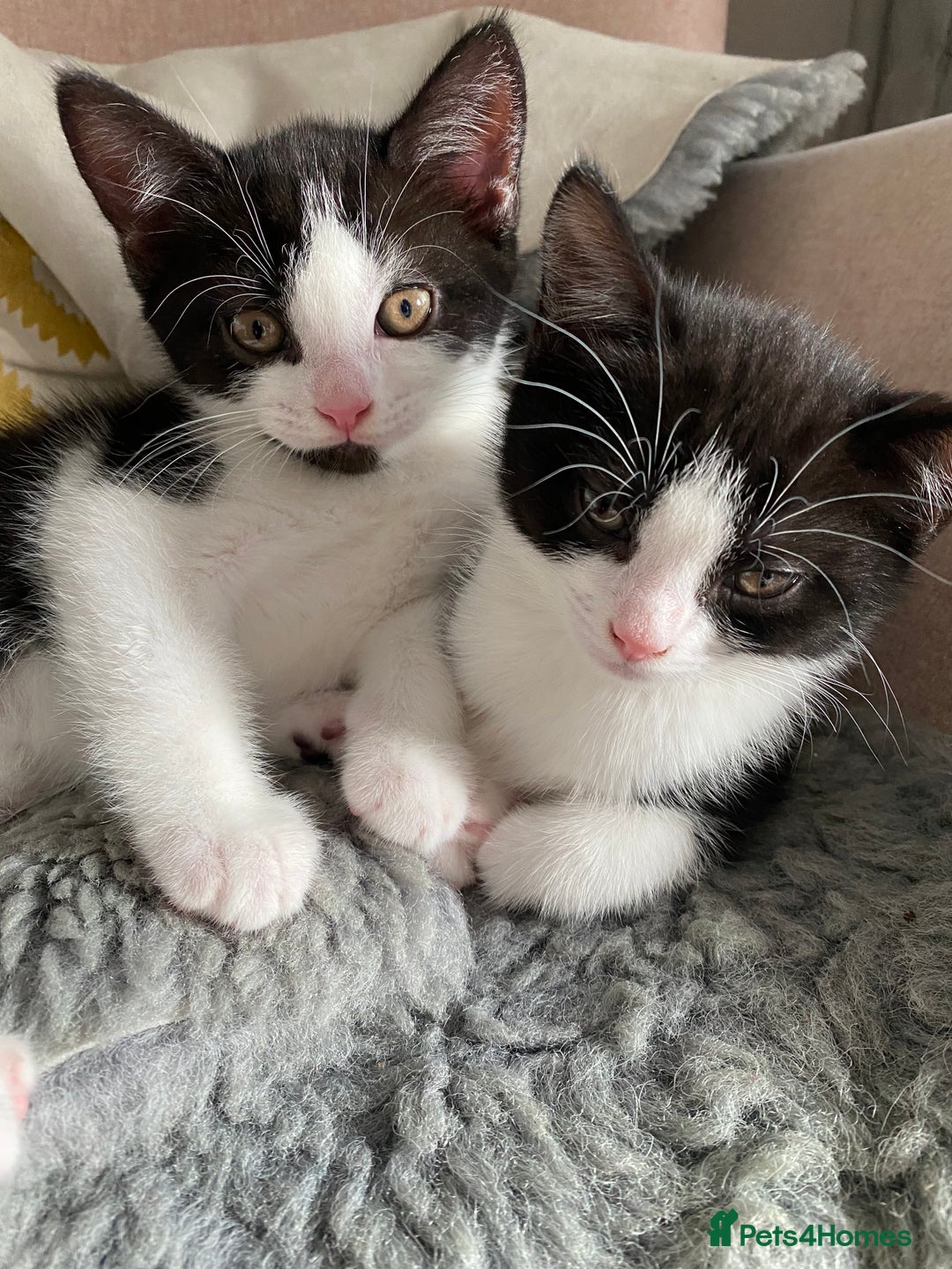 British Shorthair cats for sale: kittens ready now for new home - Image 1