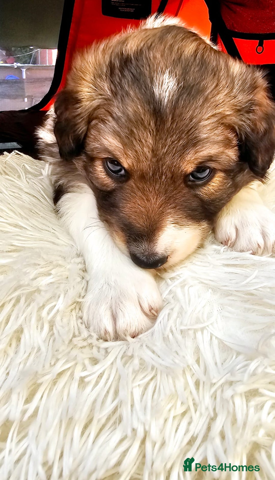 Sprollie dogs for sale: Puppies from Border Collie  - Image 23