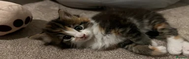 Calico & White Longhair Female