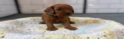 Cavapoo dogs for sale: Beautiful Cavapoo pups ready to leave 20th August! in Thetford - Advert 4