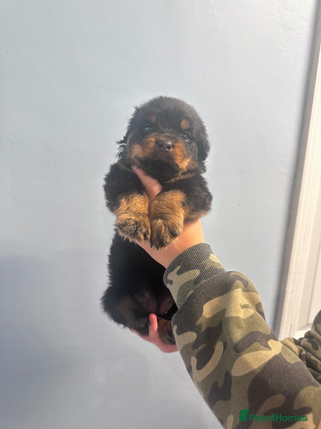 Rottweiler dogs for sale: 🐾 Pure Bred Rottweiler Puppies 🐾 - Image 17