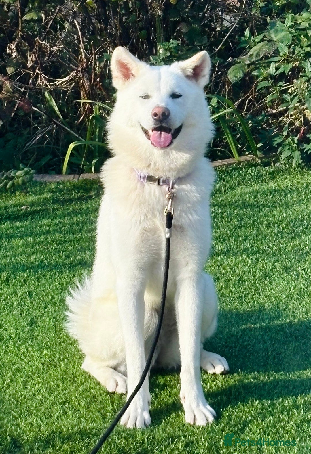 Japanese Akita Inu dogs for sale: Young Angel Akita & her Puppies for good homes 💜 - Advert 9