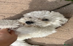 Mixed Breed dogs for sale: Bichon Mixed Breed  - Image 11