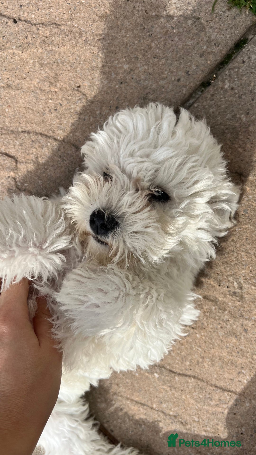 Mixed Breed dogs for sale: Bichon Mixed Breed  - Image 11